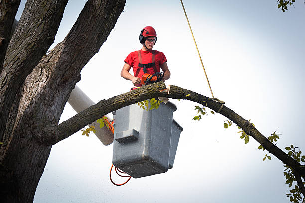 Best Tree Removal Contractors  in Carteret, NJ